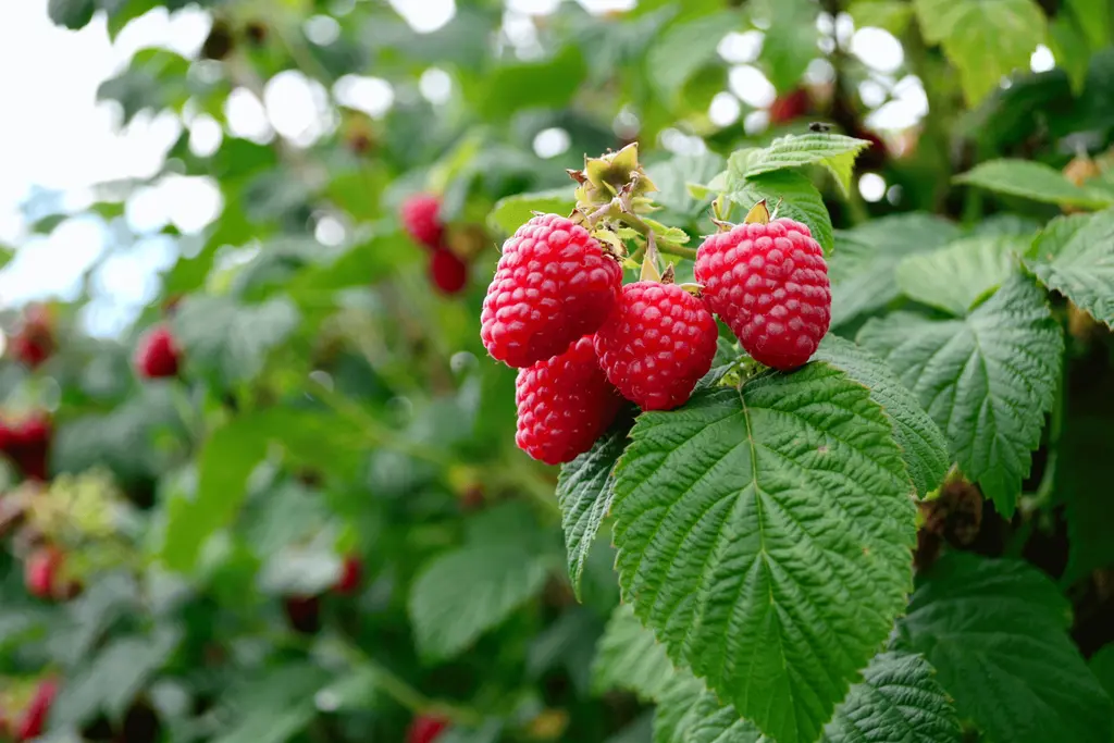 Beeren